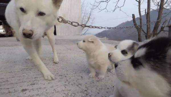 田園犬被禍禍後懷孕了，主人一看奶狗全明白了：親爹之謎解開了