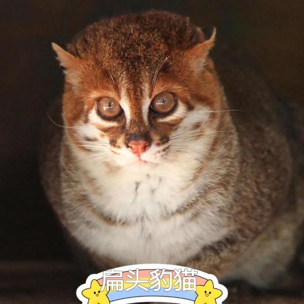 虎頭虎腦&CenterDot;壹 扁頭豹貓