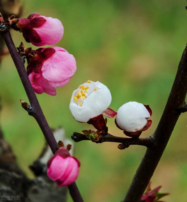 開在冬季裡的花有哪些? 開在冬季裡的花有哪些?