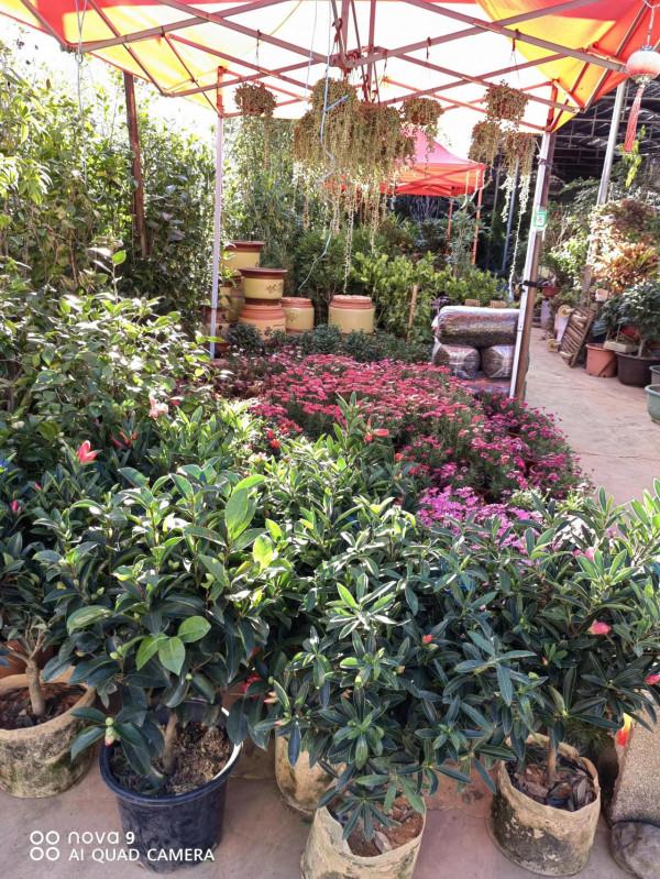 麗江古城昭慶市場