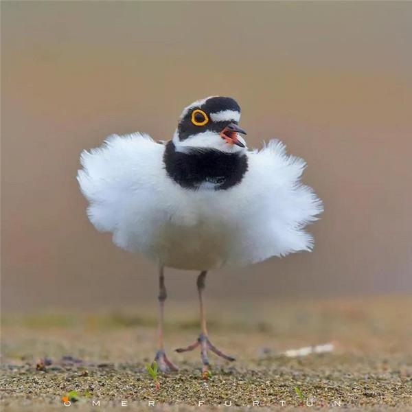 哈哈！它們可真逗