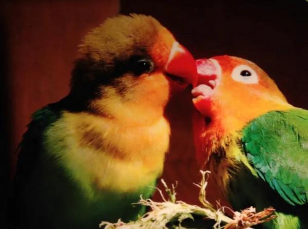 60多張雙比翼鳥圖欣賞