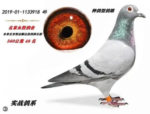 世界著名長距離鴿系——馬金·凡吉爾