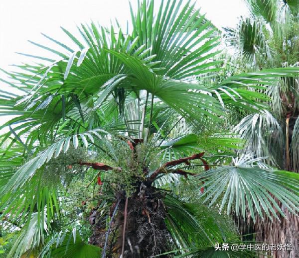 收斂止血要藥——棕櫚炭 收斂止血要藥——棕櫚炭