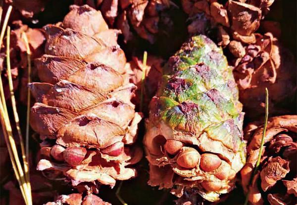 林草科普|雲裡霧裡泰加林