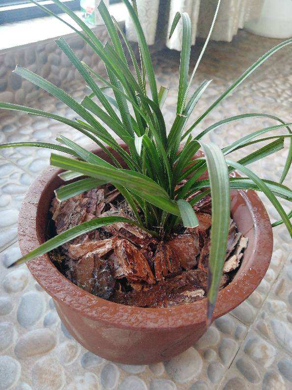 秋天到了，滿地都是寶貝“松樹皮”，養花有奇效