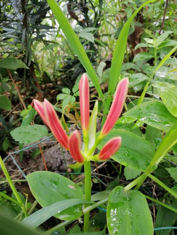 小花園裡秋花正旺，手調曝光補償，拍攝花瓣細節