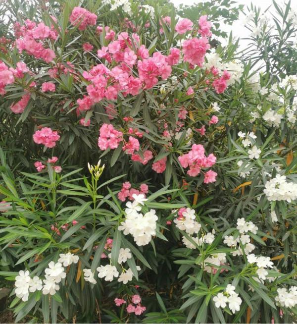 夾竹桃明明有劇毒，為什麼大街上隨處可見，還被稱作“希望之花”