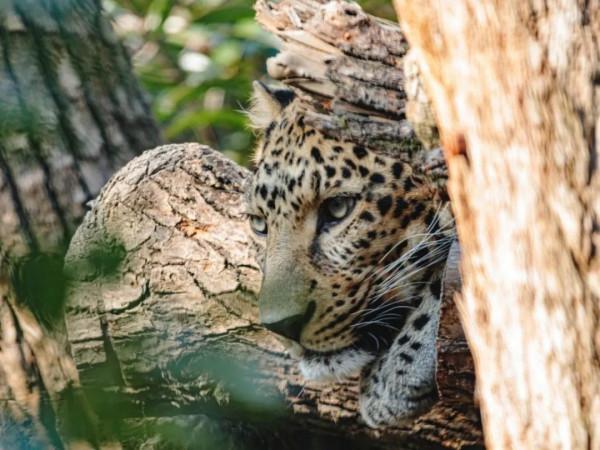 想&OpenCurlyDoubleQuote;豹富&rdquo;？快來上海動物園看&OpenCurlyDoubleQuote;豹發虎&rdquo;本豹！丨小葉子陪你過大年