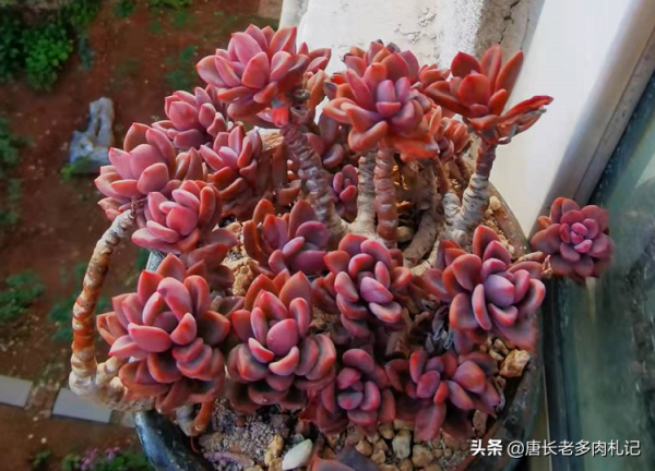 多肉隔著塑膠袋曬太陽？肯定不行！不過有時塑膠袋對多肉有小妙用
