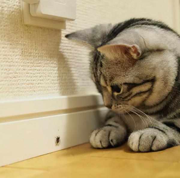 十二星座都適合養什麼貓?看到天蠍座的,不好意思沒忍住笑哈哈哈 十二星座都適合養什麼貓?看到天蠍座的,不好意思沒忍住笑哈哈哈