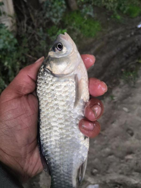 英雄河橋底探釣大板鯽
