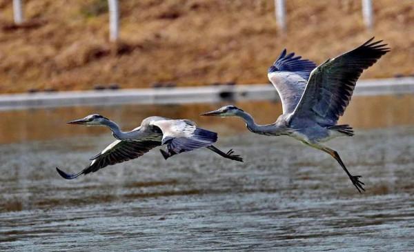分享圖片一一比翼雙飛鳥
