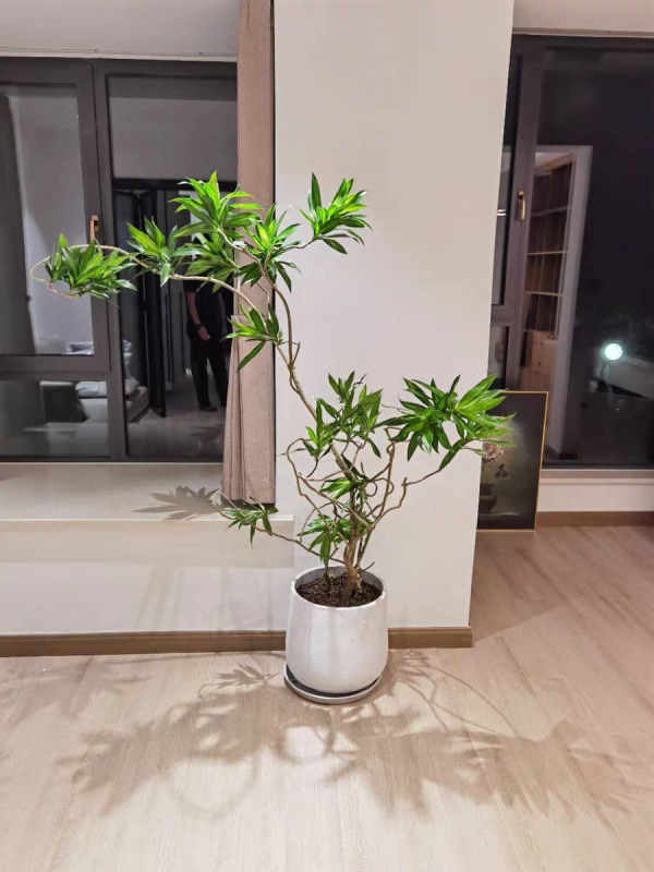 1種花俗稱“搖錢樹”,滿盆長滿小元寶,大吉大利,好看吉祥 1種花俗稱“搖錢樹”,滿盆長滿小元寶,大吉大利,好看吉祥