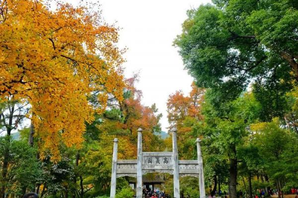 千萬別與秋天的姑蘇比美!楓葉漫山,銀杏紛飛,一步一景美成了詩 千萬別與秋天的姑蘇比美!楓葉漫山,銀杏紛飛,一步一景美成了詩