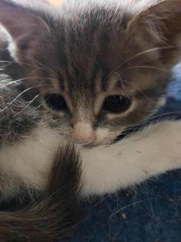 貓（狗）的情感和思維