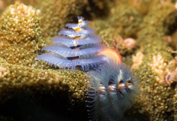 海洋探索｜海底綻放的&OpenCurlyDoubleQuote;聖誕樹&rdquo;&mdash;&mdash;大旋鰓蟲