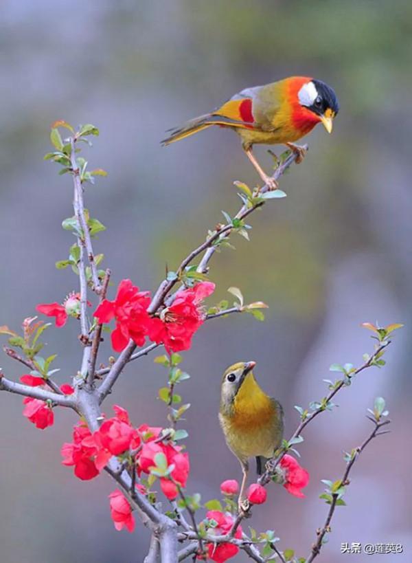 分享&mdash;&mdash;天生麗質的鳥兒