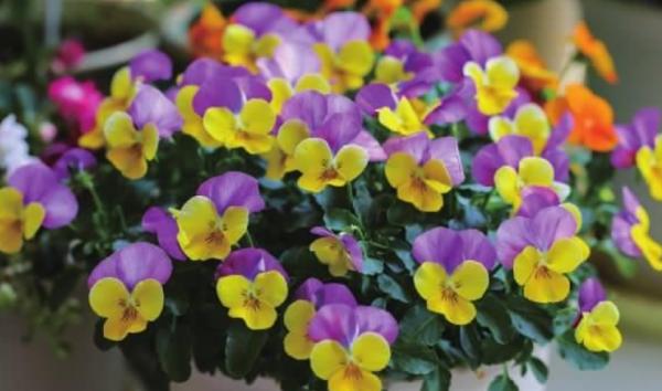 秋季可以種的4種“草花”,只需買棵小苗,就能持續開花一整年 秋季可以種的4種“草花”,只需買棵小苗,就能持續開花一整年