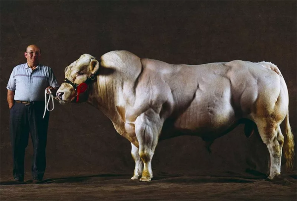 寧做平成廢宅,不做獅城學霸?精英教育之國走進了死衚衕 寧做平成廢宅,不做獅城學霸?精英教育之國走進了死衚衕