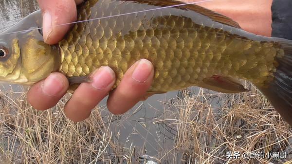 野釣,秋天是釣魚的大好時機,把握這2點就能收穫滿滿的 野釣,秋天是釣魚的大好時機,把握這2點就能收穫滿滿的