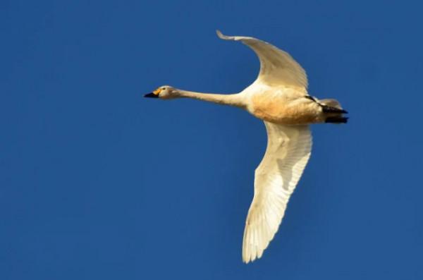 水鏡波光鴻影飛——阿旗沙壩天鵝掠影 水鏡波光鴻影飛——阿旗沙壩天鵝掠影