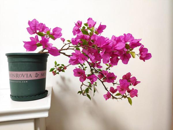 品種大全丨奼紫嫣紅的三角梅,驚豔你的可不是它的花…附品種介紹 品種大全丨奼紫嫣紅的三角梅,驚豔你的可不是它的花…附品種介紹