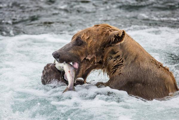 俄羅斯釣翁一鉤釣著一頭大棕熊，原來是棕熊把他扯下了湖岸邊