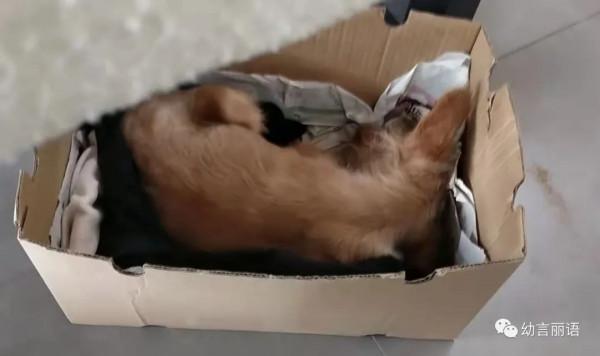 小狗歡歡生病記 小狗歡歡生病記