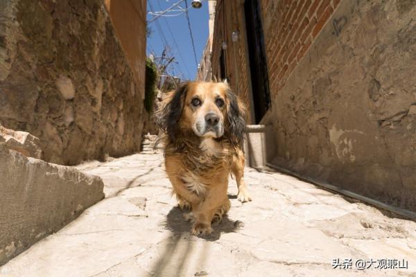 小故事:一隻野狗與另一隻野狗 小故事:一隻野狗與另一隻野狗