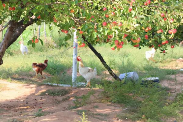 13萬打造6畝新雞場,養雞1千隻,收入未知,養雞人李丹寧決定南下 13萬打造6畝新雞場,養雞1千隻,收入未知,養雞人李丹寧決定南下