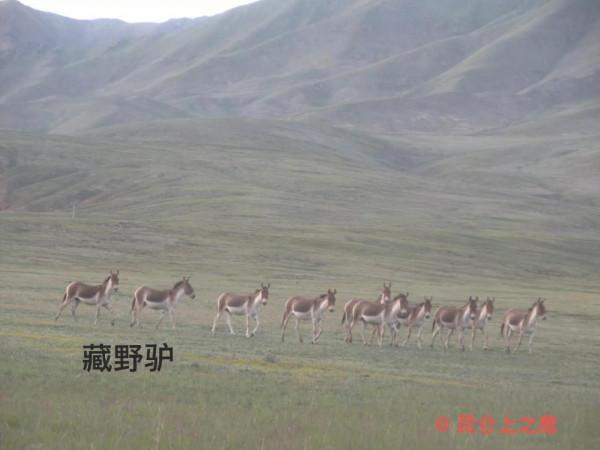 崑崙山的穿越——花石峽、冬給措納湖至香日德