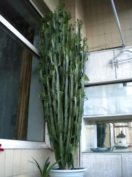 這&OpenCurlyDoubleQuote;3種&rdquo;樹，能長2米高，非常大氣上檔次，養一盆還讓身體健康