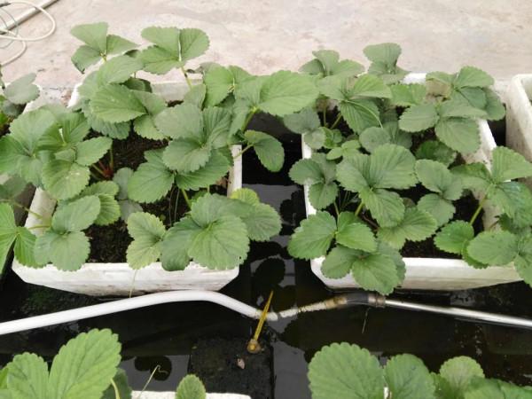 用太陽能熱水器給暖棚增溫,沒想到結果這樣。說說曾經的嘗試 用太陽能熱水器給暖棚增溫,沒想到結果這樣。說說曾經的嘗試