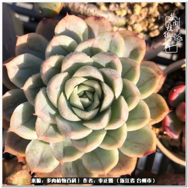 我的多肉，我的小世界