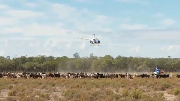 澳大利亞山羊也能氾濫,破壞生態讓人無可奈何,為何不用吃來解決 澳大利亞山羊也能氾濫,破壞生態讓人無可奈何,為何不用吃來解決