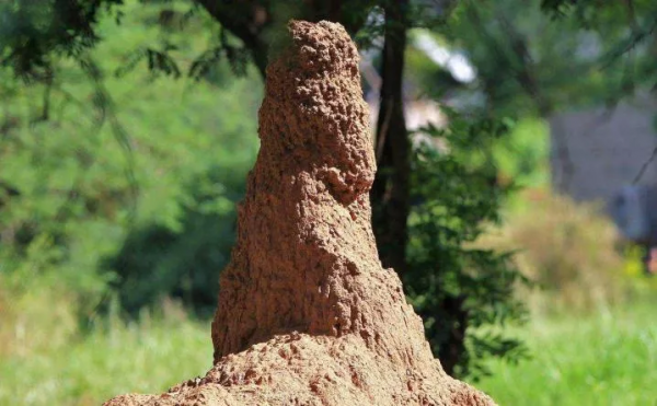 害堤生物鑑定 害堤生物鑑定