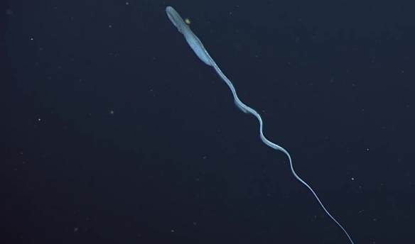 蒙特利灣水族館研究所2021年珍稀深海生物攝影盤點