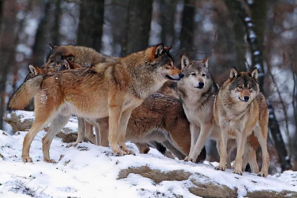 二丫和五狼夜行松江雪道血戰狼群，秦高趁機逃走卻被五狼捉回