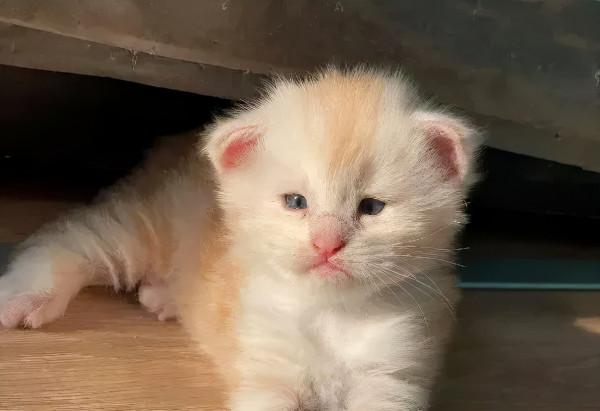 貓大十八變，來看看小眼緬因貓的蛻變史