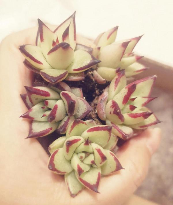 新年納新-肉肉開箱 新年納新-肉肉開箱