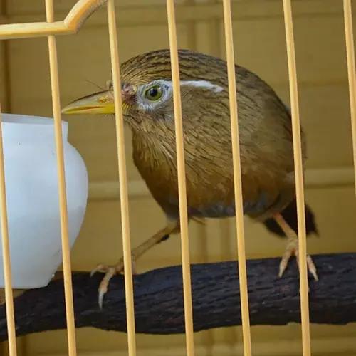 遛鳥那些事 遛鳥那些事