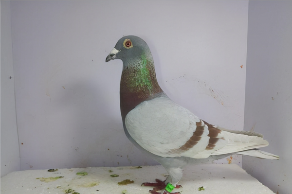 看鴿子鼻瘤選擇鴿子 看鴿子鼻瘤選擇鴿子