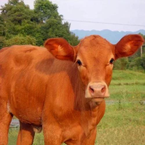 今天分享‘牛”的品種，你知道多少？