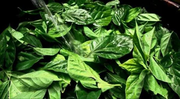 重慶特產傳說(581) | 巫山翡翠涼粉:綠葉的神奇蛻變 重慶特產傳說(581) | 巫山翡翠涼粉:綠葉的神奇蛻變