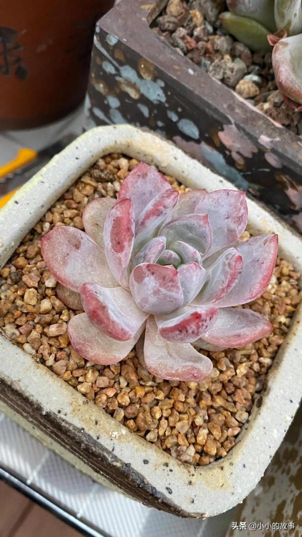 入冬的多肉 入冬的多肉