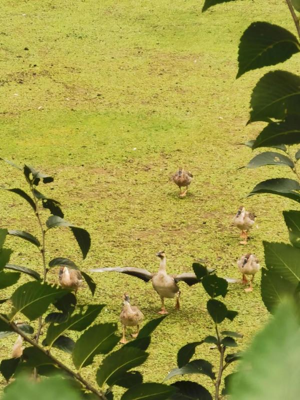 南海子公園咋恁美？