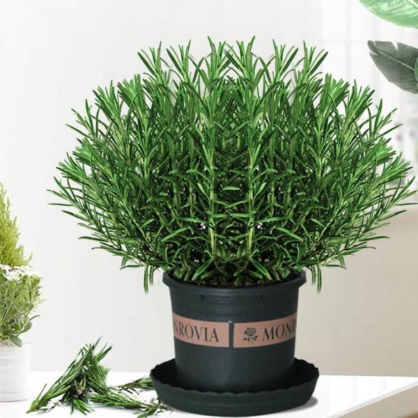 5種&OpenCurlyDoubleQuote;漂亮花&rdquo;，能泡茶、煲湯、炒菜，養成大盆景，吃都吃不完