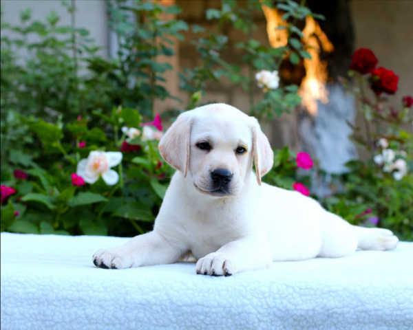 排名前十的大暖狗，快來看看你家狗狗上榜嗎？