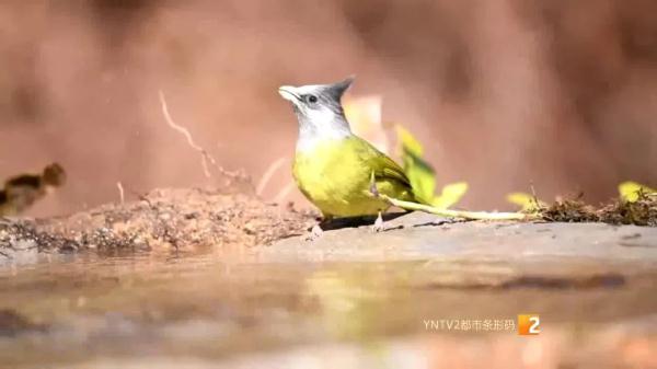 210種鳥類！高黎貢山百鳥谷，各地觀鳥愛好者打卡地，太美了